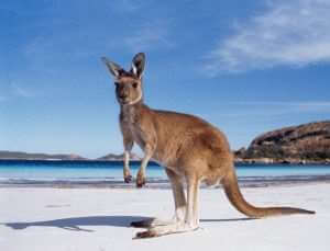 australia kangaroo