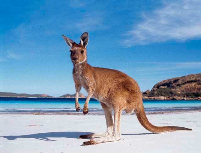 australia kangaroo