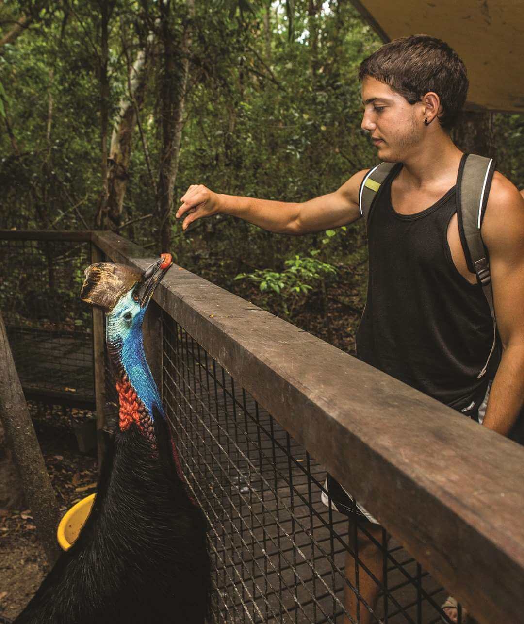 HCA Cassowary feed