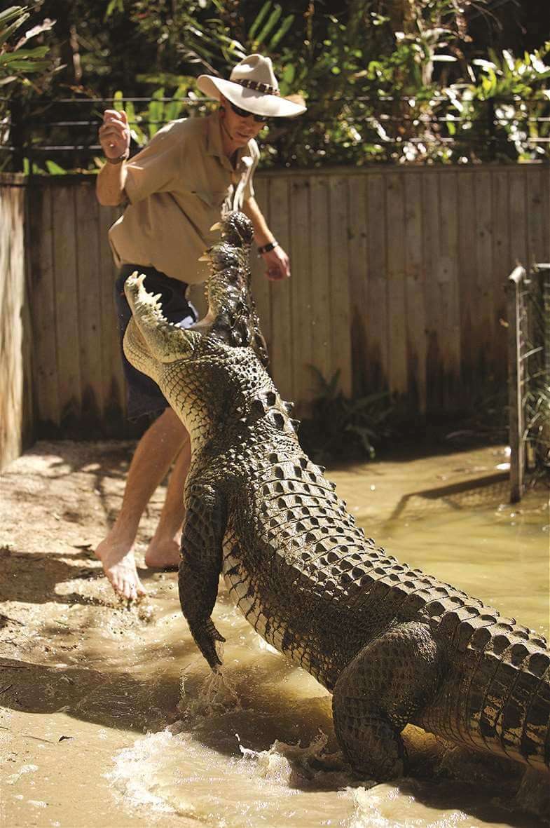 HCA  Croc attack