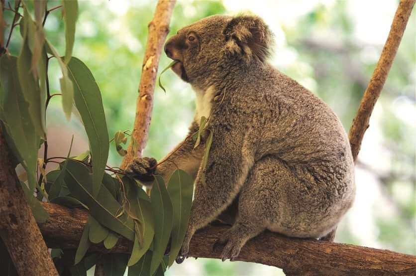 HCA Koala