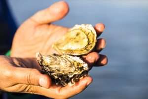 oyster new zealand sea food