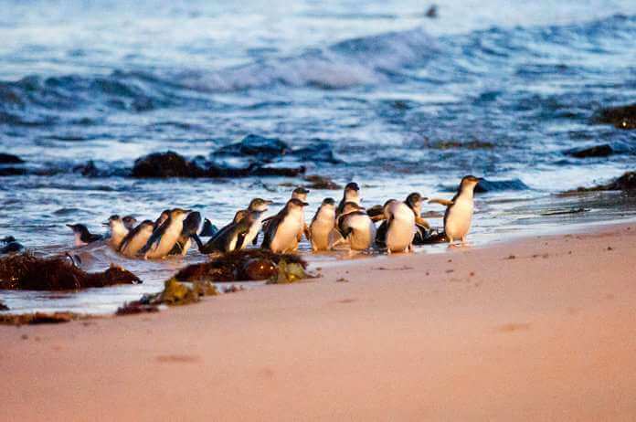 penguin parade phillip island