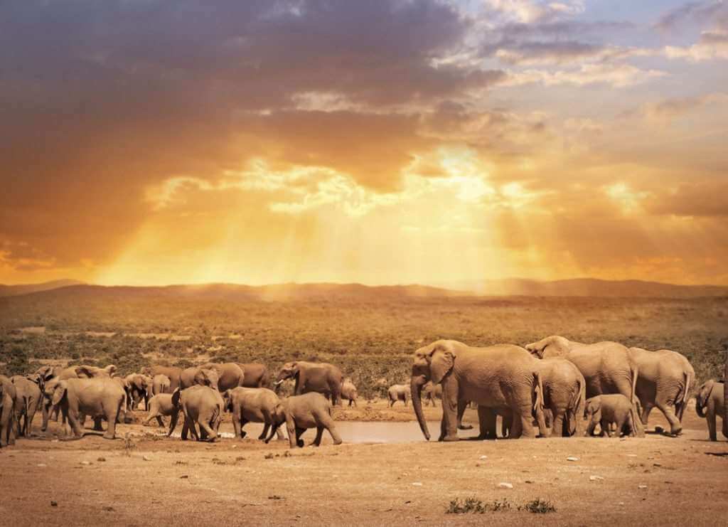 african elephats in south africa