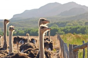 Emus