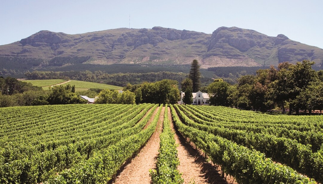 Winelands 1