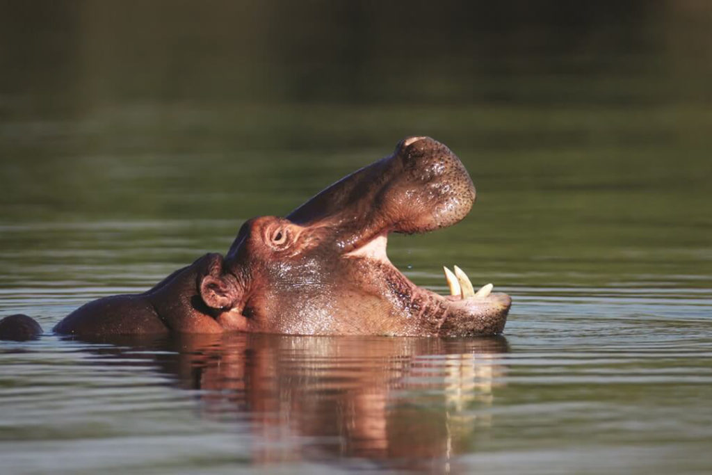 chobe-national-park-hippo-botswana