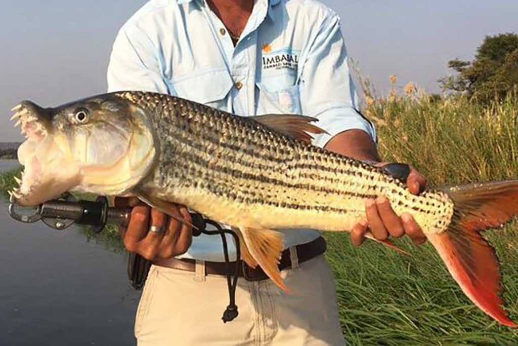 south-africa-zambezi-fishing-tight-fish