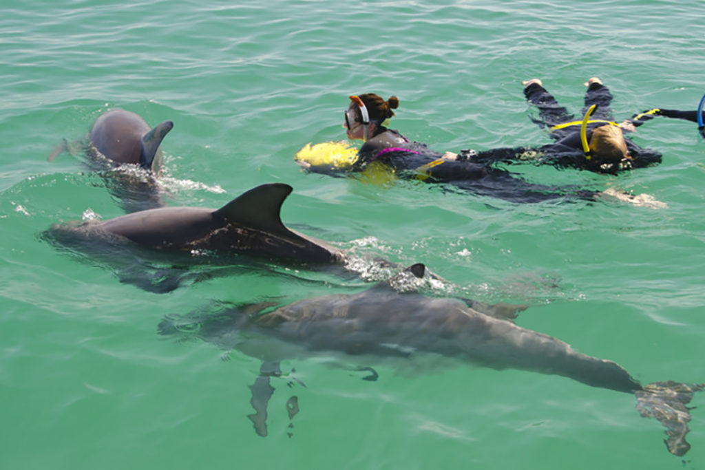swimming-with-dolphins-perth-australia