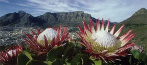 table mountain national park