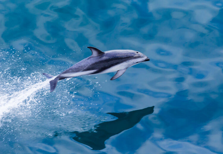 dolphin new zealand