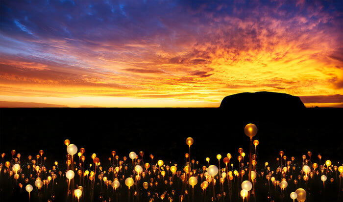 field of light uluru australia