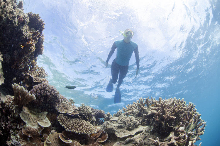 snorkeling great barrier reef australia