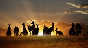 kangaroos orange sun australia