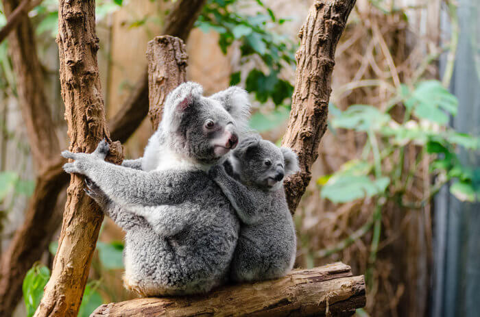 koala baby joey trees