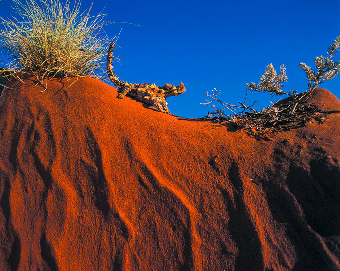 thorny devil desert wildlife australia