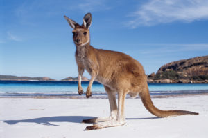 kangaroo-wildlife-australia