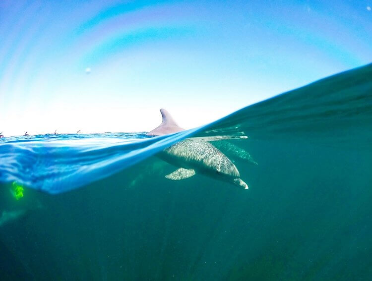 dolphin in australia