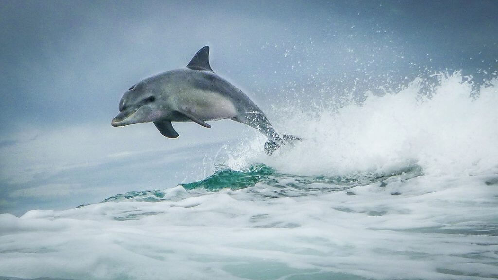 dolphin in australia jumping white ocean waves