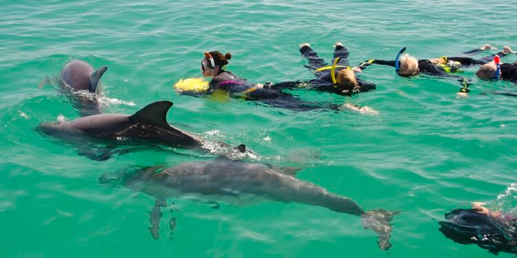 swimming with dolphins in australia