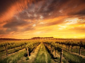 Winery in Barossa Valley Australia