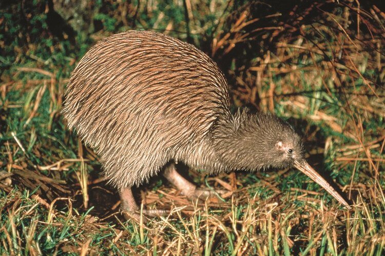 kiwi in new zealand