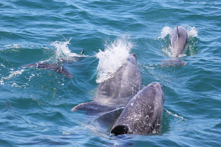 swimming with dolphins in australia bay of islands