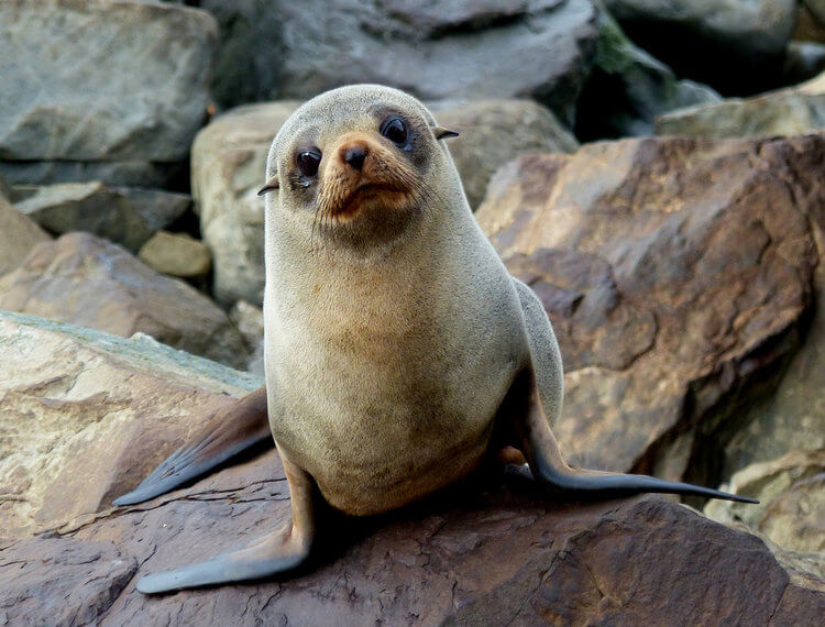 New Zealand Fur Seal Pup on rocks
