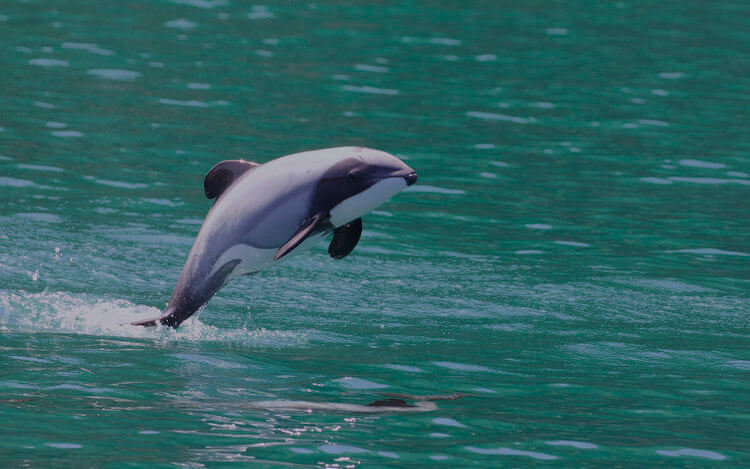 Hector’s dolphin new zealand