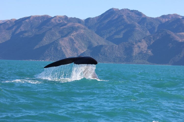 whale spotting in new zealand