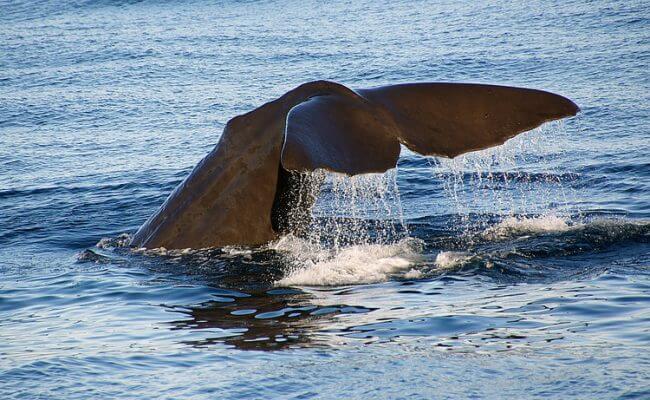 Whale diving in Ocean