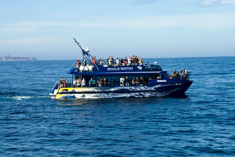 whale spotting in Kaikoura