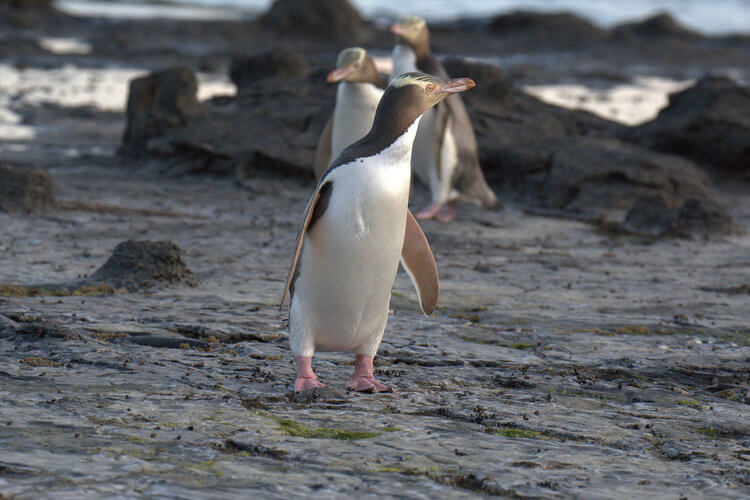 Yellow-eyed penguin new zealand