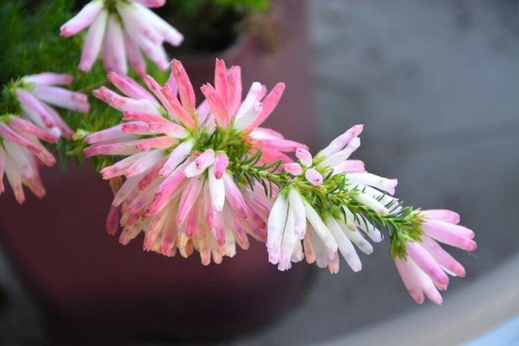 plant in garden in south africa