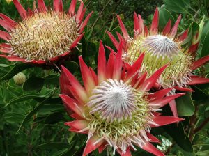 Proteas Stelllenbosch Botanic Gardens South Africa