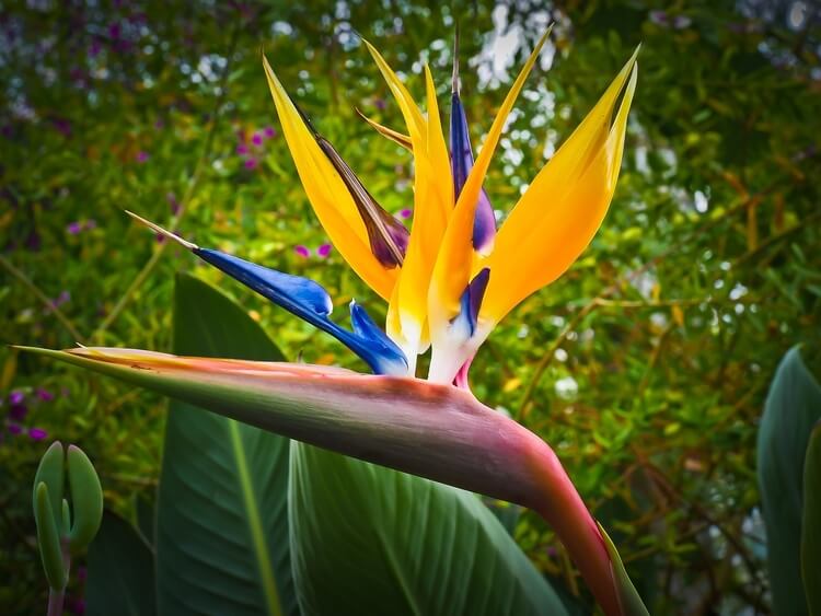 plant in botanical garden in south africa