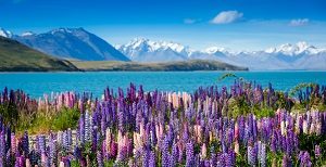 Lupins Mount Cook