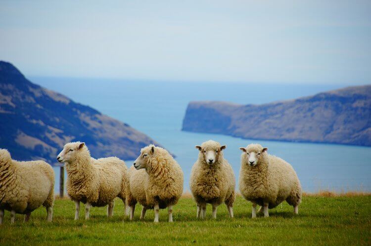 Sheep on coast New Zealand