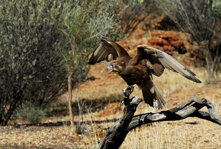 Alice Springs Desert Park Australia