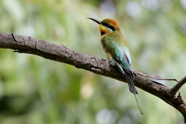 Rainbow bee eater bird Australia