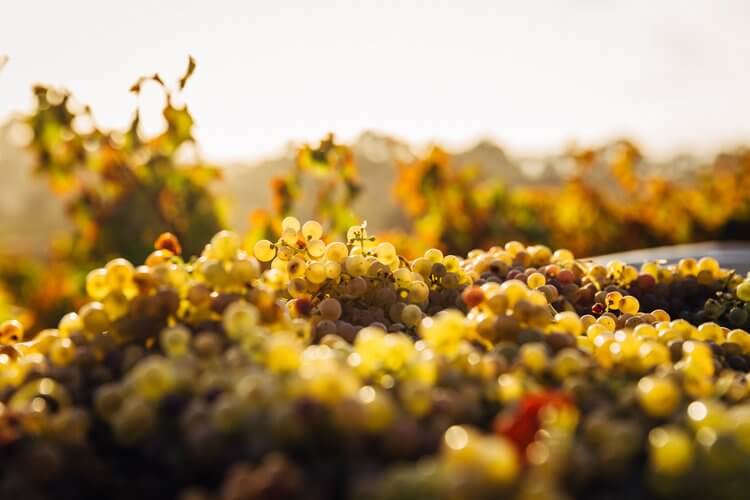 basket of grapes Barossa Valley Australia