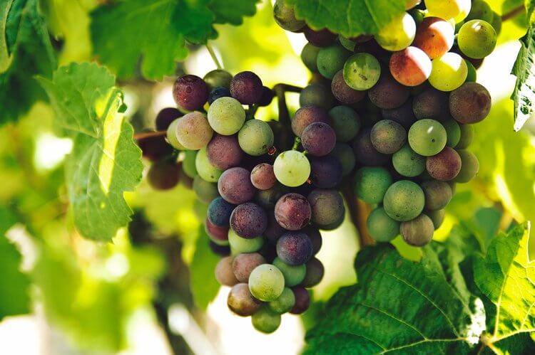 bunch of grapes hanging on grape vine