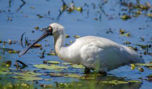 royal spoonbill in water with lilly pads