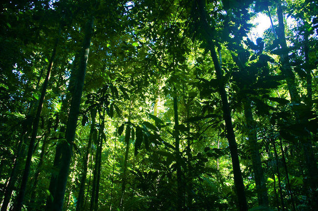 Daintree rainforest looking up to tress green