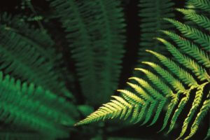 New Zealand silver fern tropical green leaves