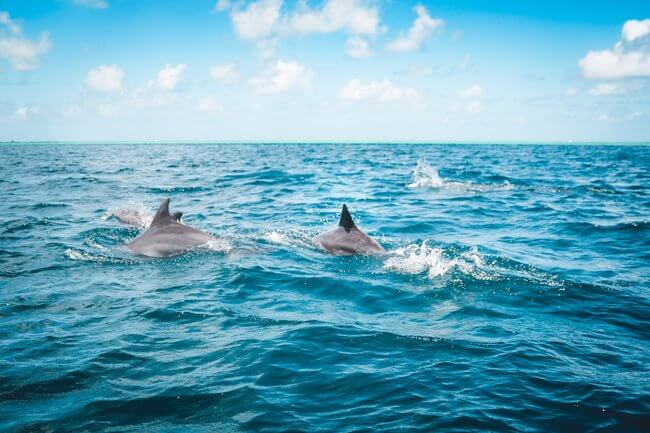 dolphins swimming in ocean blue skies