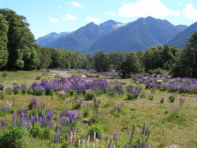 purple fields and mountains Arthur's pass New Zealand