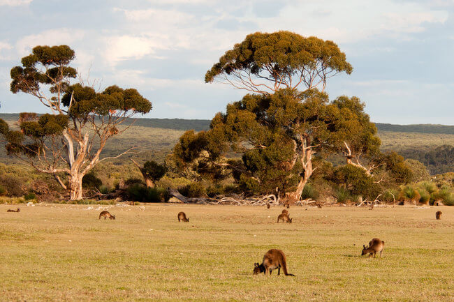 Kangaroos grazing on Kangaroo Island