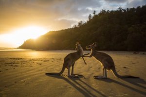Kangaroos on beach at sunrise Australia