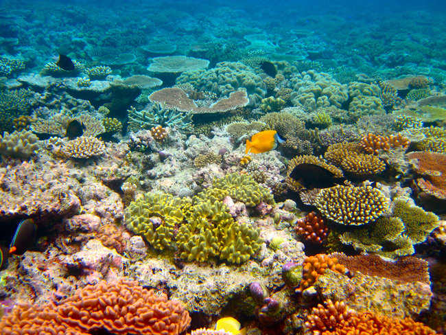 bright coral underwater great barrier reef